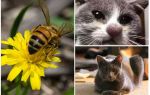 Phải làm gì nếu một con mèo bị ong cắn