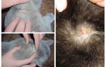 Tại sao một con mèo ngứa từ bọ chét và các nguyên nhân khác gây ngứa
