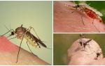 Tại sao muỗi uống máu