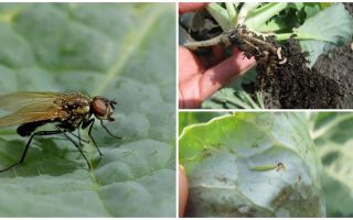 Làm thế nào để đối phó với một con ruồi bắp cải và ấu trùng của nó