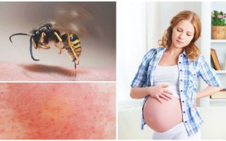 Phải làm gì nếu một con ong bị phụ nữ đang mang thai hoặc đang cho con bú cắn