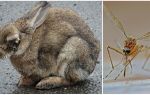 Làm thế nào để tiết kiệm thỏ từ muỗi trên đường phố và trong thỏ
