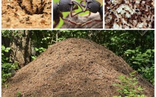 Cuộc sống của kiến ​​trong một anthill