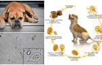 Các triệu chứng và điều trị Giardia ở chó