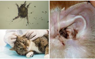 Triệu chứng và điều trị ve tai ở mèo