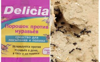 Ants Delicia Powder