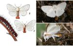 Mô tả và hình ảnh bướm và sâu bướm