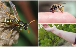 Wasp cắn, lợi ích hoặc tác hại của nọc độc ong