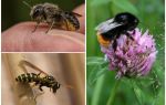 Sự khác biệt của một con ong từ ong và ong