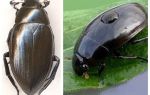 Tưới nước trong nước và so sánh tuyệt vời nước yêu thương của hai loài bọ cánh cứng