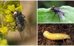Mô tả và hình ảnh của một con ruồi thịt (chết)