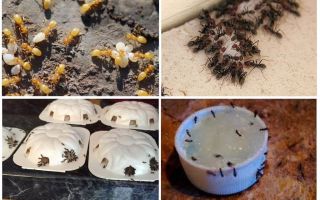 Làm thế nào để loại bỏ kiến ​​vàng trong ngôi nhà kiểu nông thôn hoặc vườn mùa hè