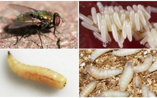 Mô tả và hình ảnh của ấu trùng và trứng ruồi