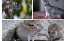 Đã có bao nhiêu năm con chuột sống