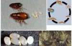 Vòng đời của bọ chét, trứng và ấu trùng bọ chét trông như thế nào