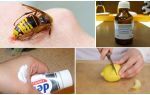 Làm thế nào và làm thế nào để giảm ngứa của một con ong chích ở nhà