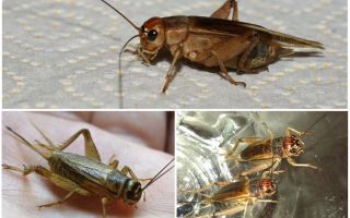 Mô tả và hình ảnh của cricket chuối