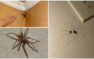 Ở đâu và tại sao trong căn hộ hoặc nhà có rất nhiều nhện