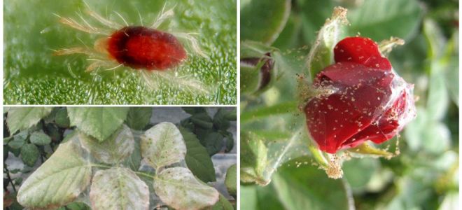 Làm thế nào để xử lý một bông hồng từ nhện mite