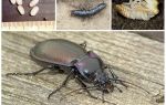 Mô tả và hình ảnh của bọ cánh cứng