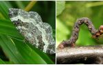 Mô tả, tên và ảnh các loại sâu bướm khác nhau