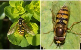 Mô tả và hình ảnh của một con ruồi sọc giống như một con ong