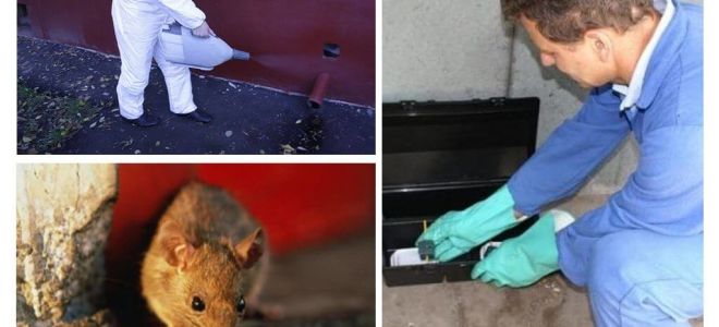 Tiêu diệt chuột và chuột bằng các dịch vụ chuyên dụng