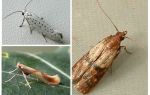 Tại sao sâu bướm không có vòi