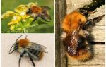 Mô tả và hình ảnh của ong trường