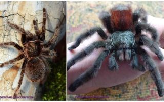Spider tarantula tại nhà