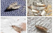 Làm thế nào để vĩnh viễn loại bỏ nốt ruồi trong căn hộ và nhà