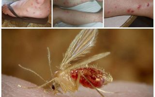 Mô tả và hình ảnh của muỗi