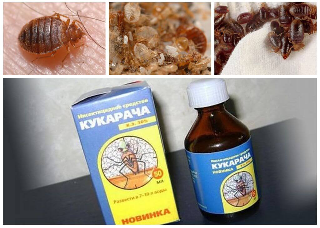 Cucaracha khắc phục cho bedbugs-1