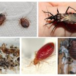Parasitic bugs