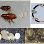 Các giai đoạn phát triển của bọ chét