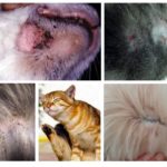 Các triệu chứng của bọ chét ở mèo