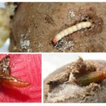 Ấu trùng và sâu bướm của khoai tây sâu bướm