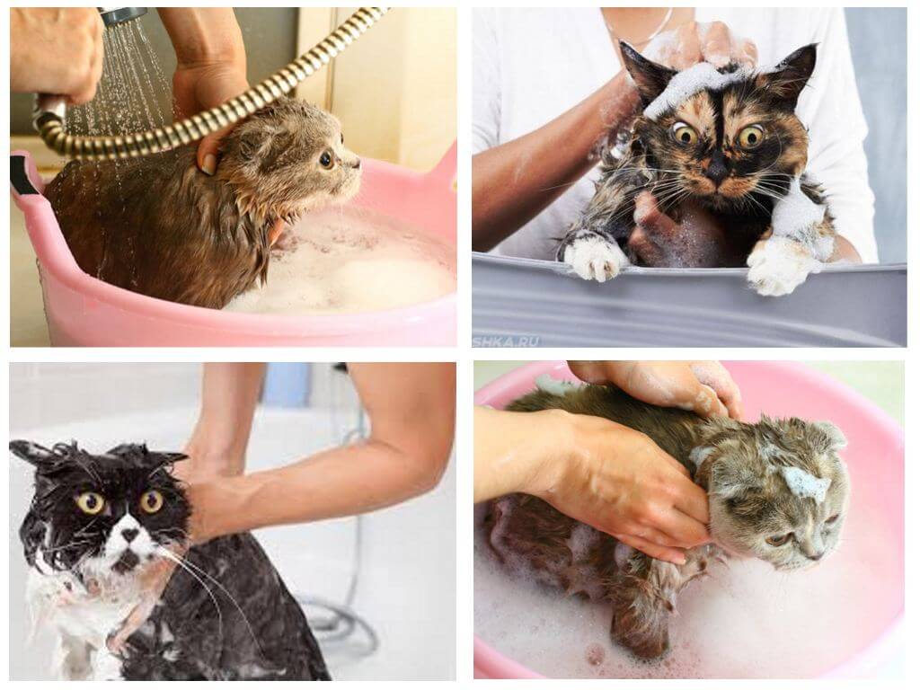 Tắm gội đầu mèo