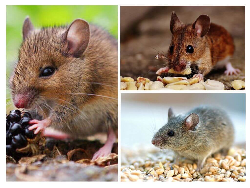 Những con chuột ăn gì?