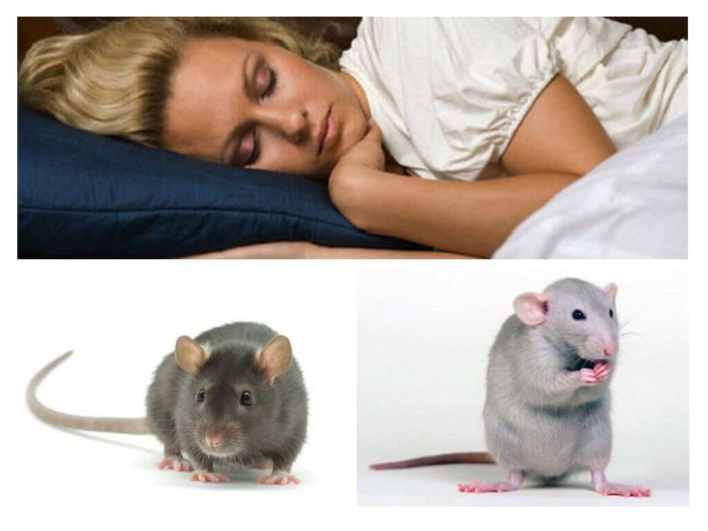 Chuột và chuột đang mơ