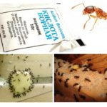 Tiêu diệt Ant tại nhà