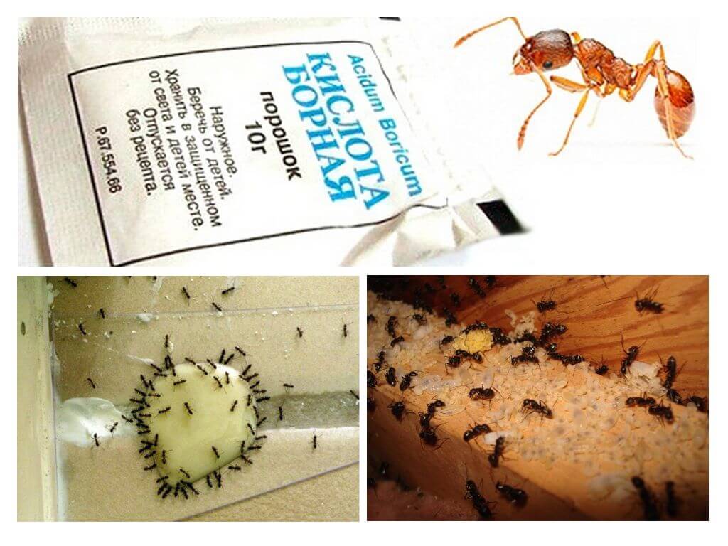 Tiêu diệt Ant tại nhà