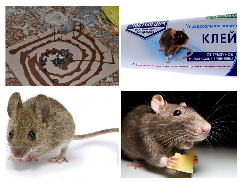 Keo dán cho chuột