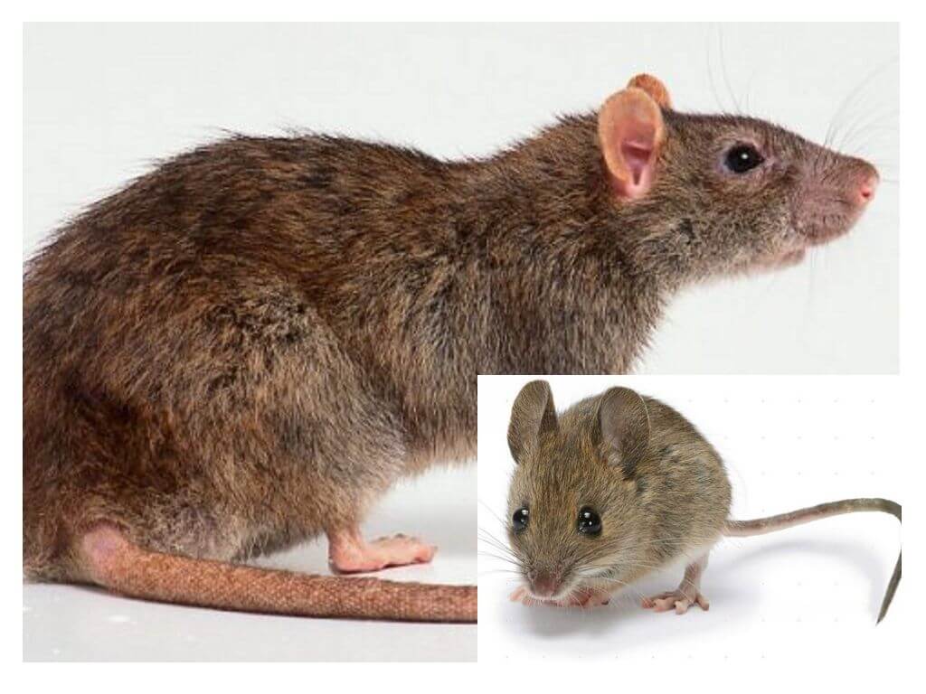 Chuột và chuột