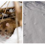 Chuột trong mùa đông