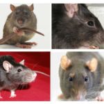 Định hướng hình ảnh của chuột