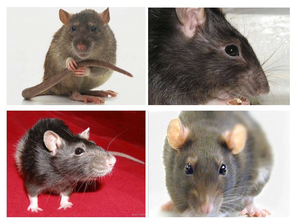 Định hướng hình ảnh của chuột