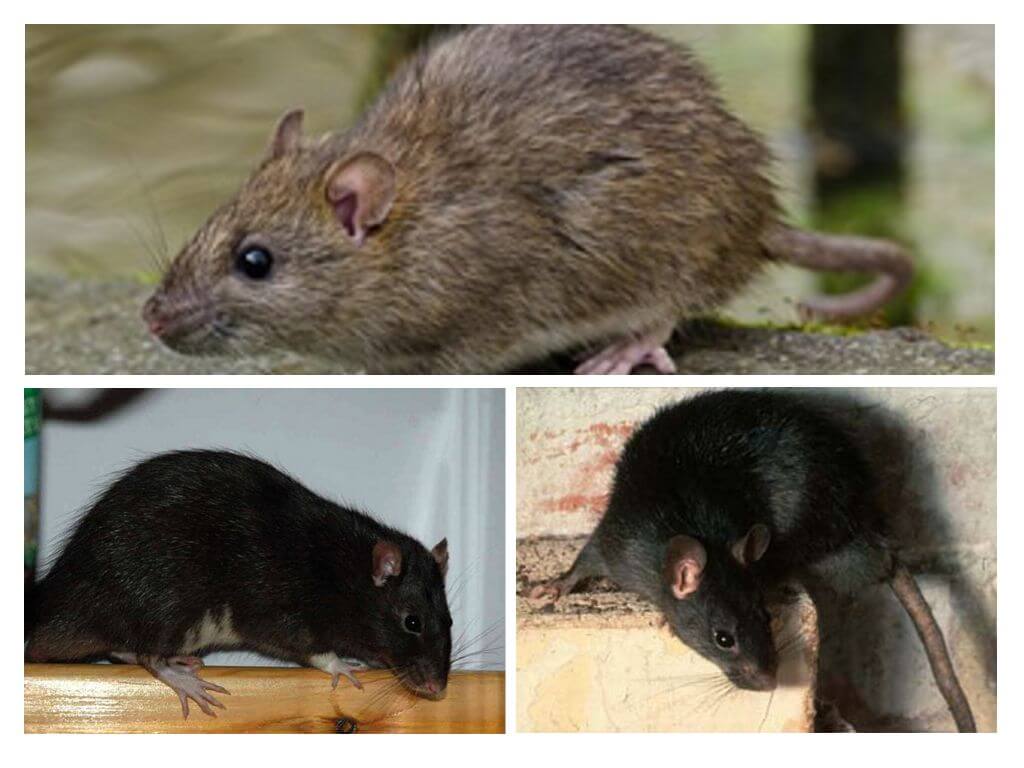 Chuột màu đen và xám