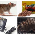 Phương pháp xử lý chuột