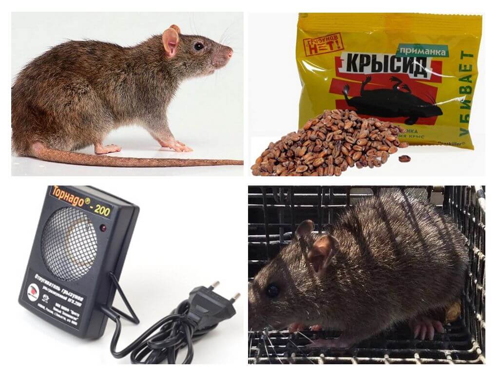 Phương pháp xử lý chuột